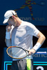 テニス男女混合国別対抗戦、第27回ホップマンカップ（Hopman Cup XXVII）4日目、英国対ポーランド。試合に臨むアンディ・マレー（Andy Murray、2015年1月7日撮影）。(c)AFP/TONY ASHBY