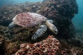 ウミガメ。タイ・アンダマン海岸沖で（2021年11月24日撮影）。(c)Lillian SUWANRUMPHA / AFP