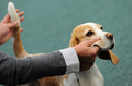 スロバキアの首都ブラチスラバ（Bratislava）で9日から11日まで、「ワールド・ドッグ・ショー（World Dog Show）」が開催され、59か国から3万匹のイヌが参加した。写真は、自慢の愛犬を披露する男性（2009年10月9日撮影）。(c)AFP/SAMUEL KUBANI
