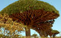 2008年3月27日、イエメンのソコトラ（Socotra）島で生育するリュウケツジュ（Dragon Blood tree）。(c)AFP/KHALED FAZAA