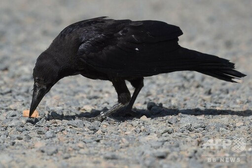 カラス清掃員」勤務態度は良好？ せっせと吸い殻拾い 仏 写真11枚 国際ニュース：AFPBB News