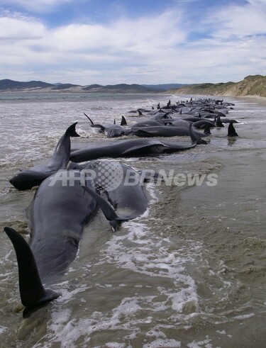 ニュージーランドでクジラの群れ座礁、107頭死亡 写真3枚 国際ニュース