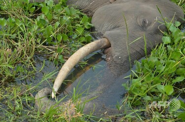 インドの水田でゾウの死骸発見、感電死か 写真3枚 国際ニュース：AFPBB