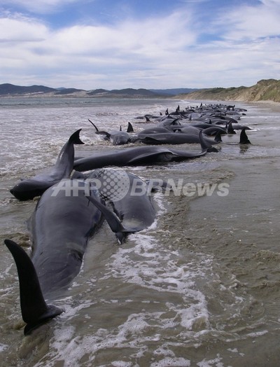ニュージーランドでクジラの群れ座礁、107頭死亡 写真3枚 国際ニュース