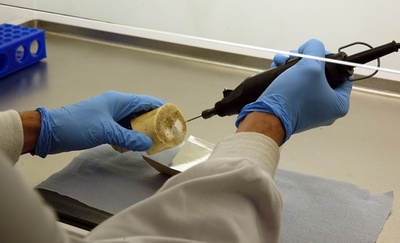 象牙の違法取引調査で「マンモス牙」見つかる カンボジア