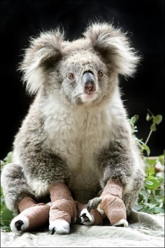 山火事を生き延びたコアラのサム、動画サイトで話題に オーストラリア