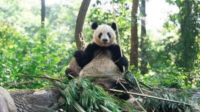 パンダのシャンシャン、竹をむしゃむしゃ 中国四川省