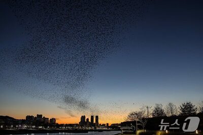 圧巻の黒い雲…韓国・蔚山に飛来した「群れカラス」8万羽、観光資源に