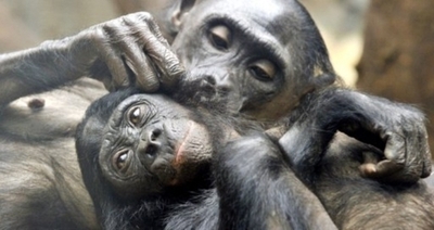 実は優しいチンパンジー、他者を助けるのが好き 米研究
