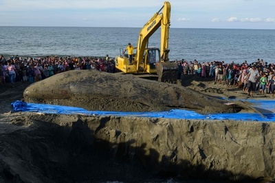 浜辺に打ち上げられたクジラ、9頭のうち4頭が死ぬ インドネシア