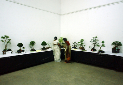 スリランカで盆栽の展覧会開催