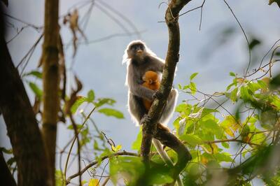 絶滅危惧種、灰色ラングールの親子を撮影 中国雲南省景東イ族自治県