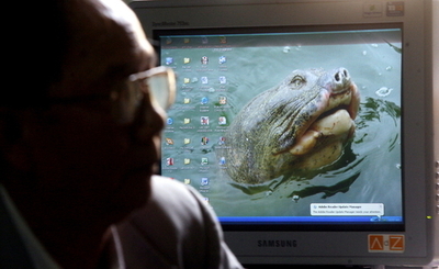 伝説の巨大スッポン、ベトナムで米チームが野生の個体を発見