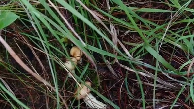 中国雲南省の「キノコ狩りツアー」が大ブーム