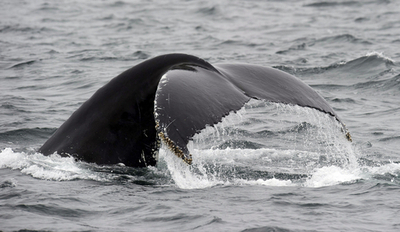「ヒットソング」を好むクジラたち、豪研究