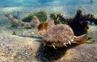 サーファー襲った犯人はテンジクザメ、豪シドニー