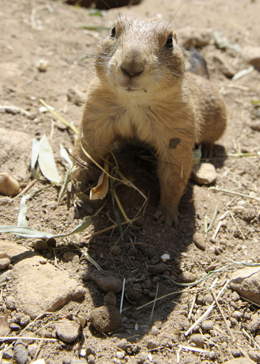 何を見てる？直立不動のプレーリードッグ 仏動物園