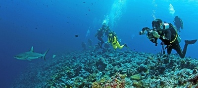 サメの乱獲でサンゴ礁破壊が深刻化、豪研究