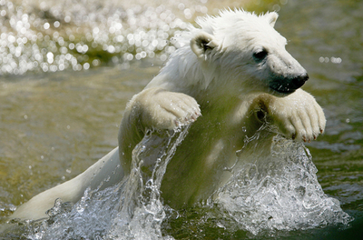 水浴びするホッキョクグマのクヌートくん