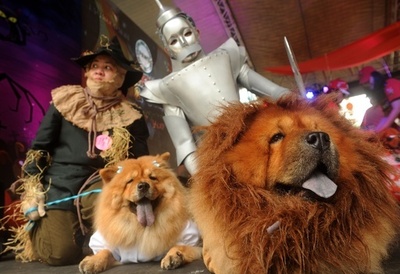 動物たちがハロウィーンのコスプレで募金活動、フィリピン