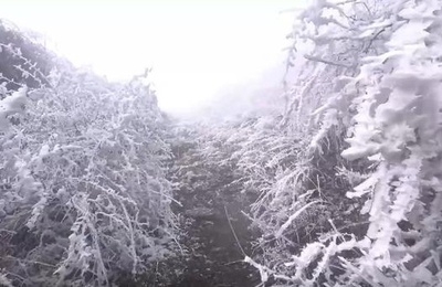 雲南省玉渓市谷堆山 松とツバキの樹氷の奇観 中国