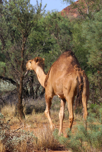 豪で野生ラクダの殺処分終了、5000頭超を駆除