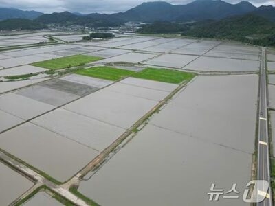 「田植えの季節、こんな大雨初めて」…236ミリ豪雨で韓国の農業従事者「茫然自失」