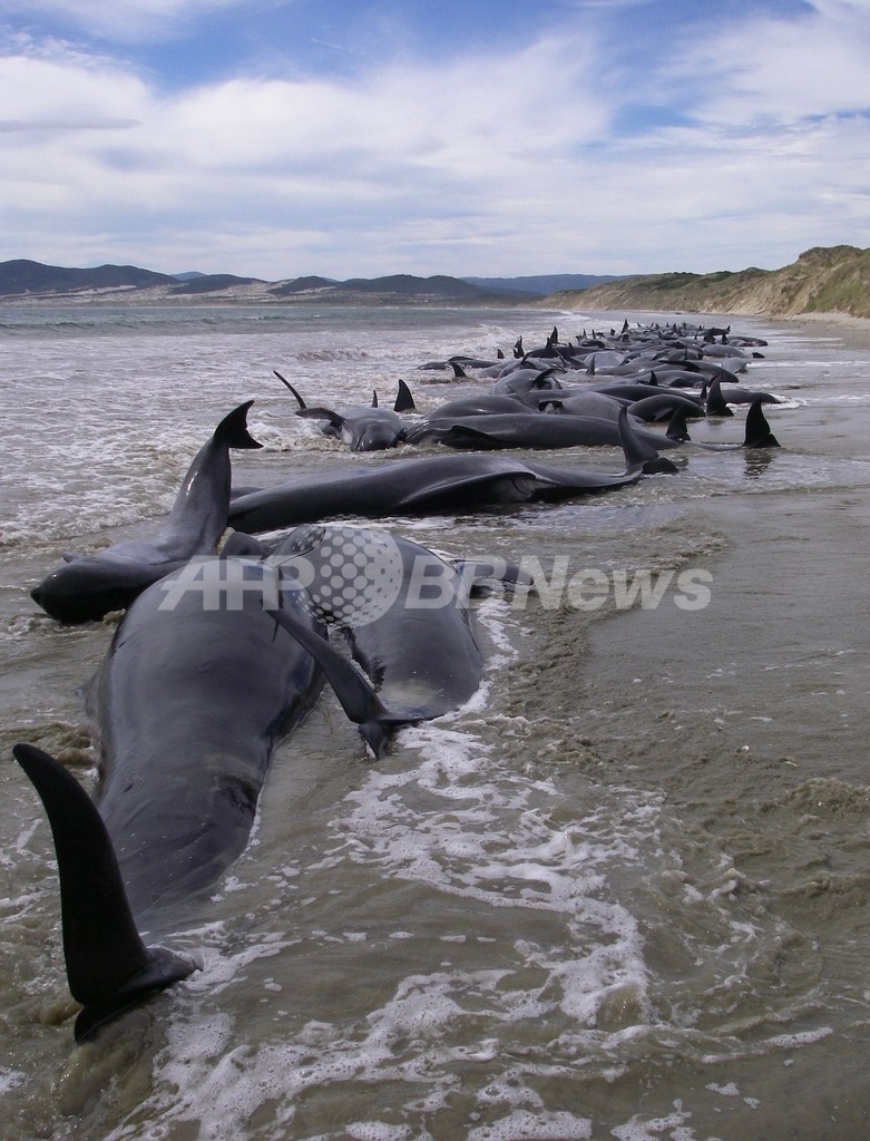 ニュージーランドでクジラの群れ座礁 107頭死亡 写真3枚 国際ニュース Afpbb News