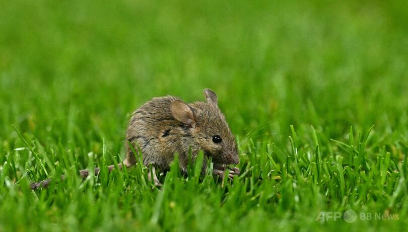 新型コロナでマウスの精子変化、子孫に強い不安傾向 豪研究