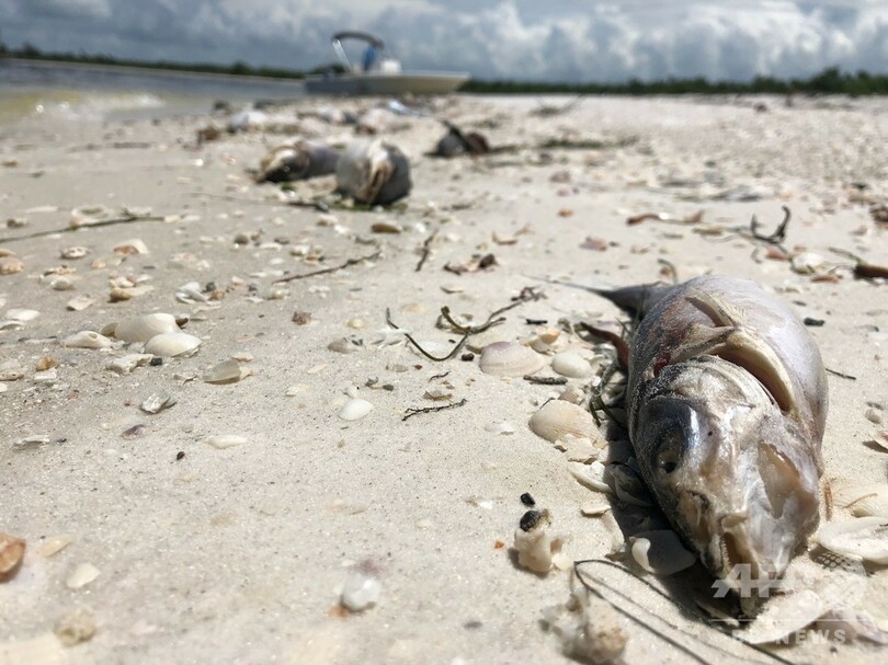 米フロリダで赤潮 過去10年で最悪 海洋生物が大量死 写真6枚 国際ニュース Afpbb News