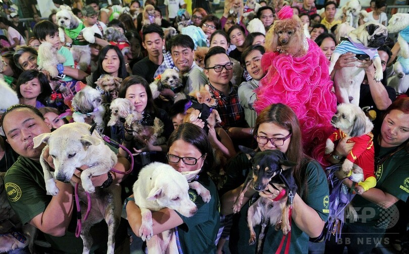 「キャットウオーク」にイヌ登場！？世界動物の日 フィリピン