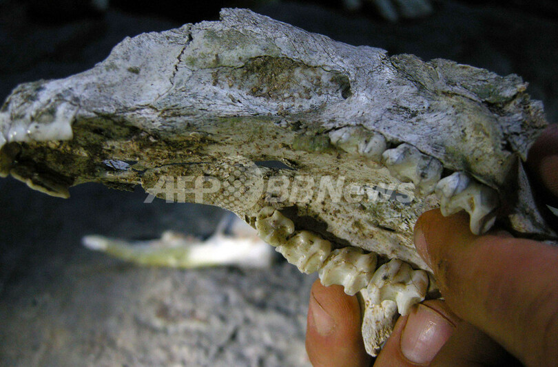 「化石の金鉱」発見、気候変動への適応過程にヒントか 豪州鍾乳洞群