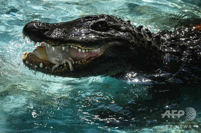 「83歳」世界最高齢ワニ、数々の戦火生き抜きセルビア動物園で現役