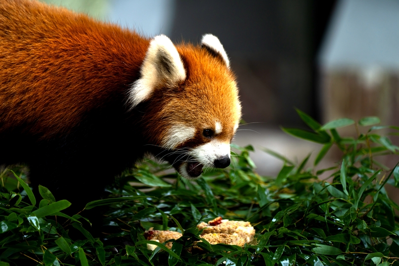 動物たちに特製 月餅 をプレゼント 上海動物園 写真13枚 国際ニュース Afpbb News