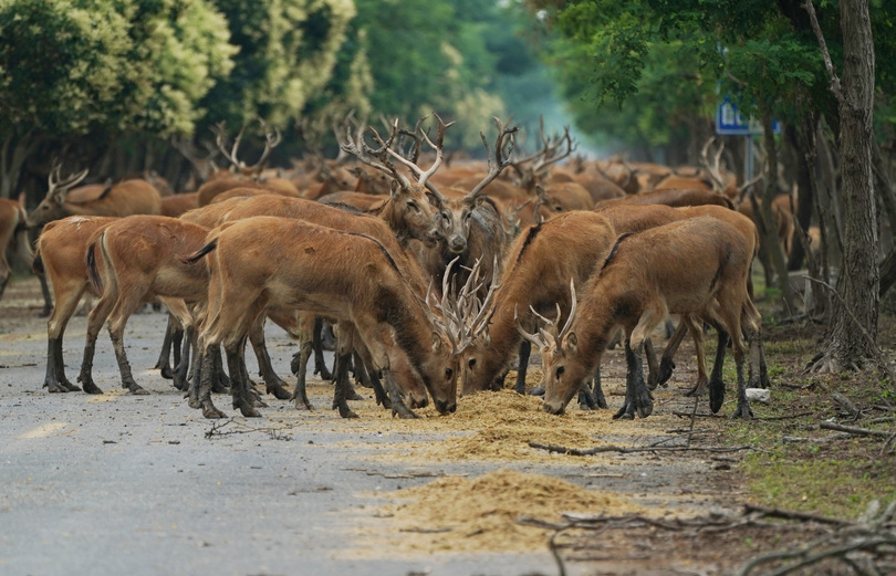 シフゾウの個体数 5000頭を超える 江蘇省大豊自然保護区 写真14枚 国際ニュース Afpbb News