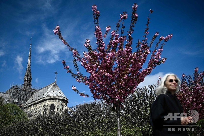 パリにも春の気配 咲き誇る花々 フランス 写真16枚 国際ニュース Afpbb News
