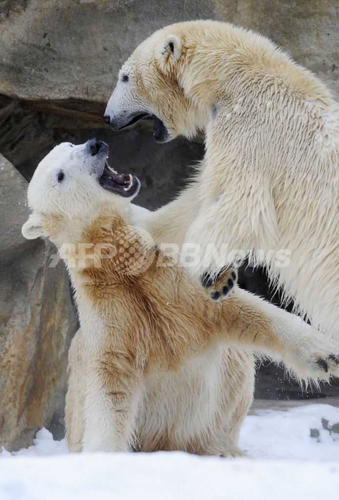 ホッキョクグマのクヌートと「フィアンセ」候補、極寒にのびのび 写真13枚 国際ニュース:AFPBB News