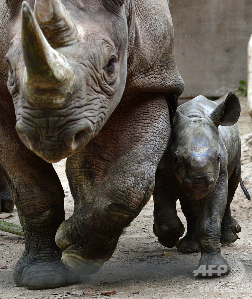 2歳児がサイと接触し負傷、米フロリダの動物園 2歳児がサイと接触し負傷、米フロリダの動物園