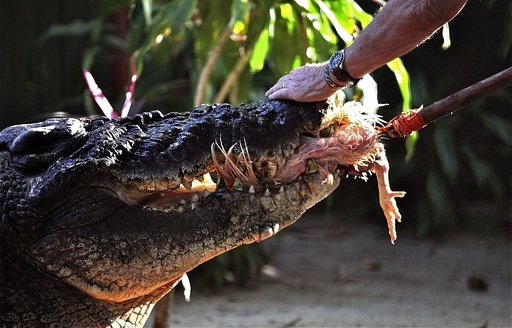 ワニページ【コスモリ】 世界最大のワニ、豪州のカシウスが王座返り咲き 写真3枚 国際ニュース