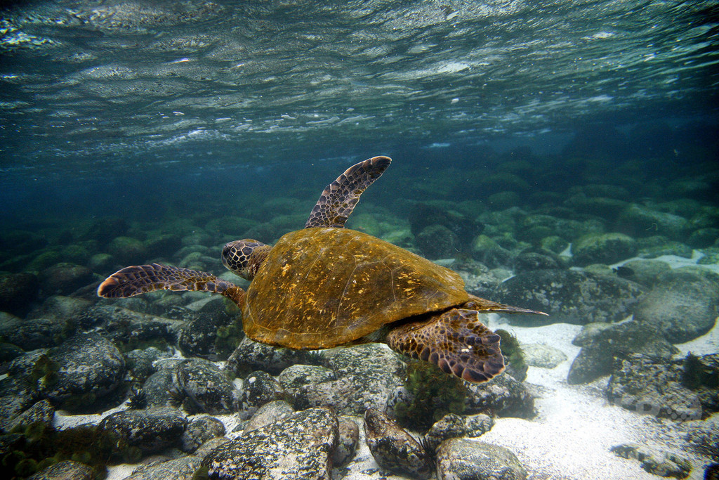 ガラパゴス諸島で有害物質積んだ船座礁、環境緊急事態を宣言 ガラパゴス諸島で有害物質積んだ船座礁、環境緊急事態を宣言