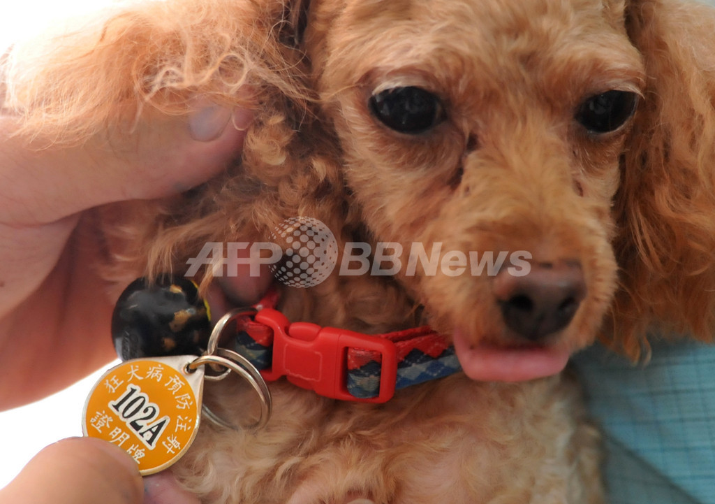 台湾でイヌへの狂犬病感染を確認、予防接種の呼び掛け強まる 台湾でイヌへの狂犬病感染を確認、予防接種の呼び掛け強まる