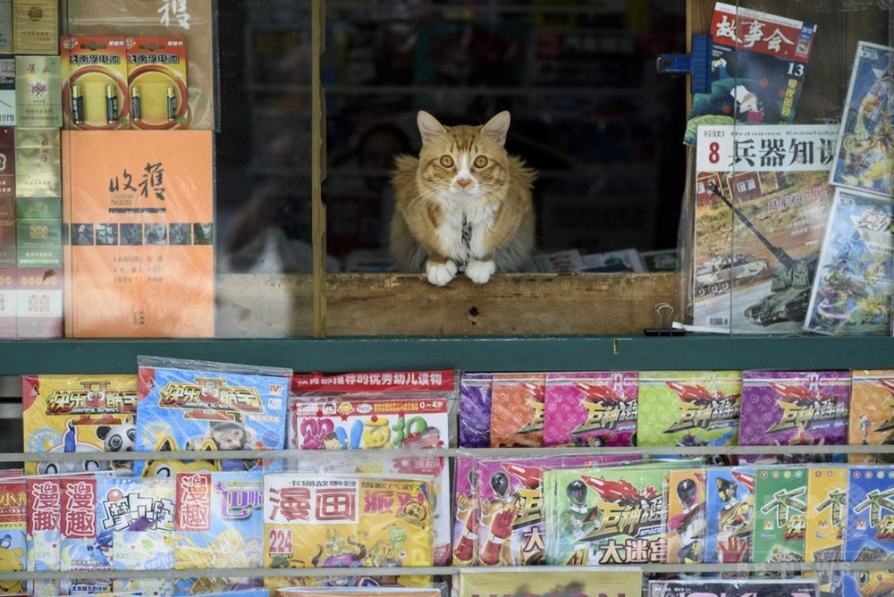 いらっしゃいませ ネコが店番 中国 上海 写真1枚 国際ニュース Afpbb News