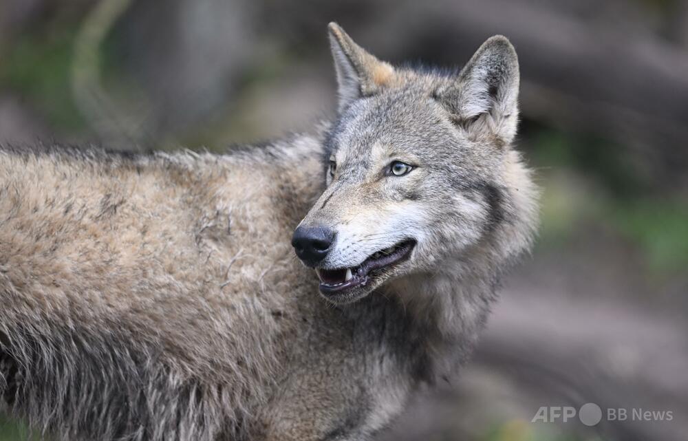 独商業施設にオオカミ侵入、女性が顔かまれる 市内各地で目撃情報