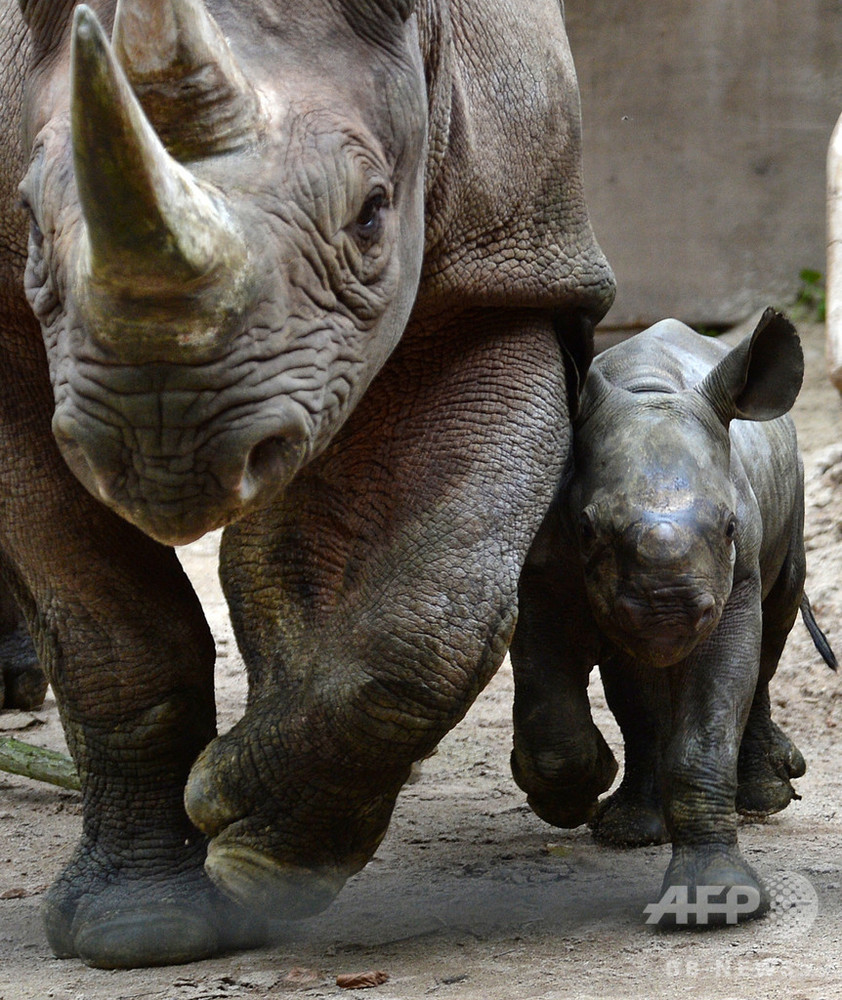 2歳児がサイと接触し負傷 米フロリダの動物園 写真1枚 国際ニュース Afpbb News