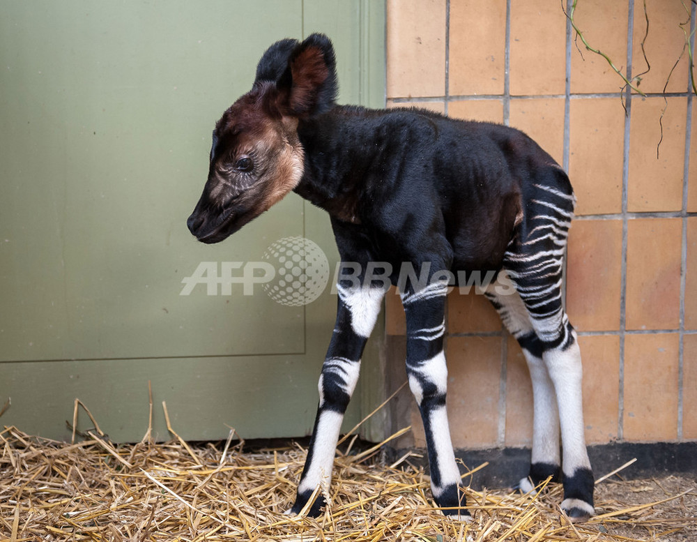 シマウマ キリン オカピの子ども ベルギー 写真2枚 国際ニュース Afpbb News