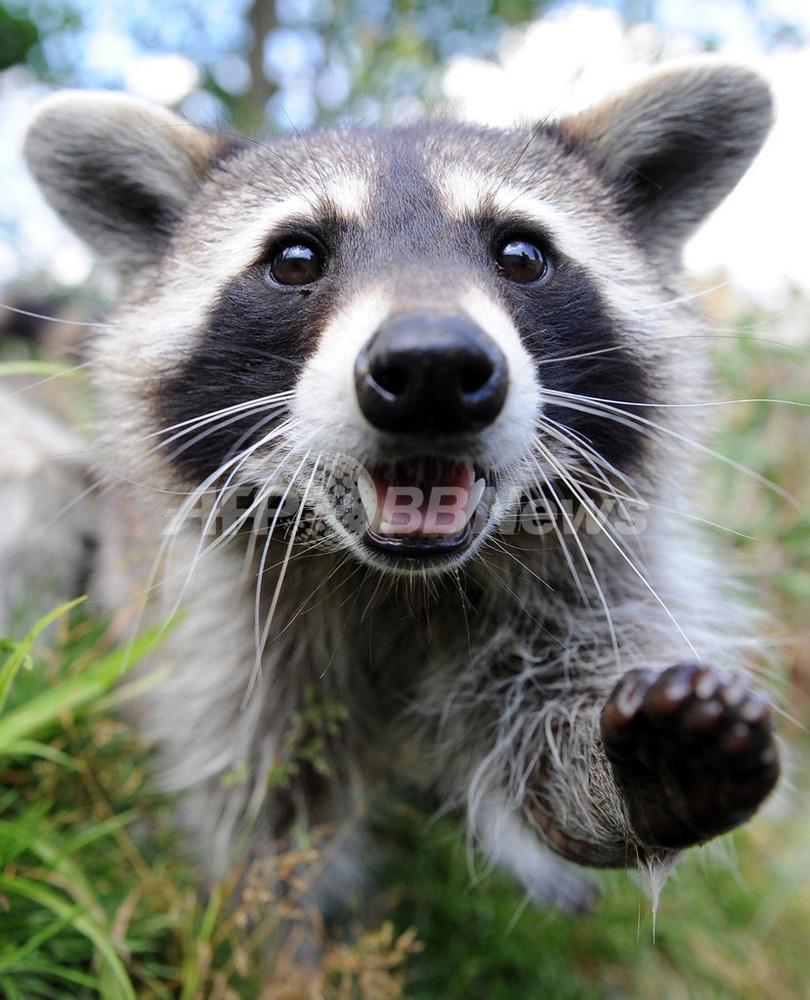 カメラに興味津々、ドイツのアライグマ 写真2枚 国際ニュース：AFPBB News