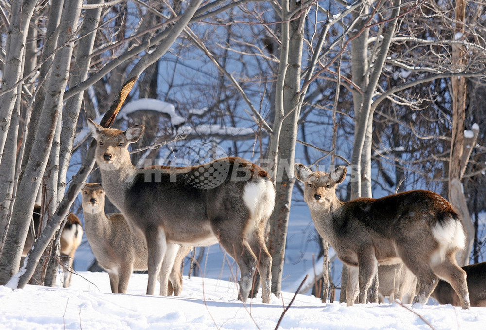 知床半島に野生のエゾシカ - 北海道 写真1枚 国際ニュース：AFPBB News