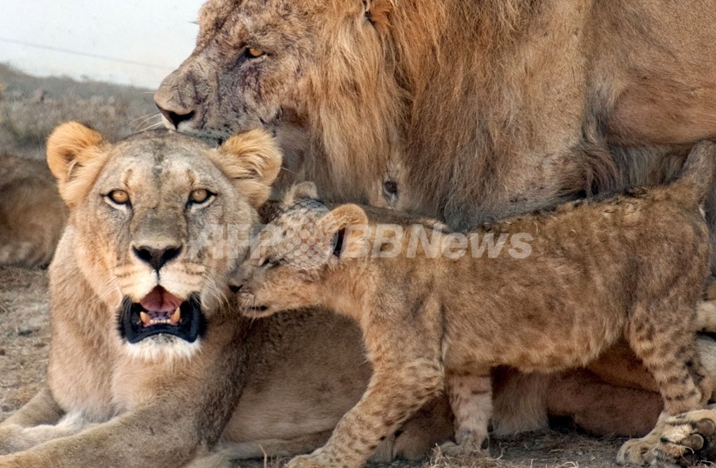 アトラスライオンを絶滅から救え、ラバト動物園の挑戦 写真4枚 