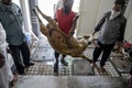 インド・ハイデラバードで、犠牲祭のためにいけにえにする動物を運ぶイスラム教徒たち（2020年8月1日撮影）。(c)NOAH SEELAM / AFP