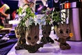 タイ中部ナコンパトム県で開催された大麻の合法化を祝うイベント「タイランド420: リーガルレーオ⁉」で、販売される苗（2022年6月11日撮影）。(c)Lillian SUWANRUMPHA / AFP